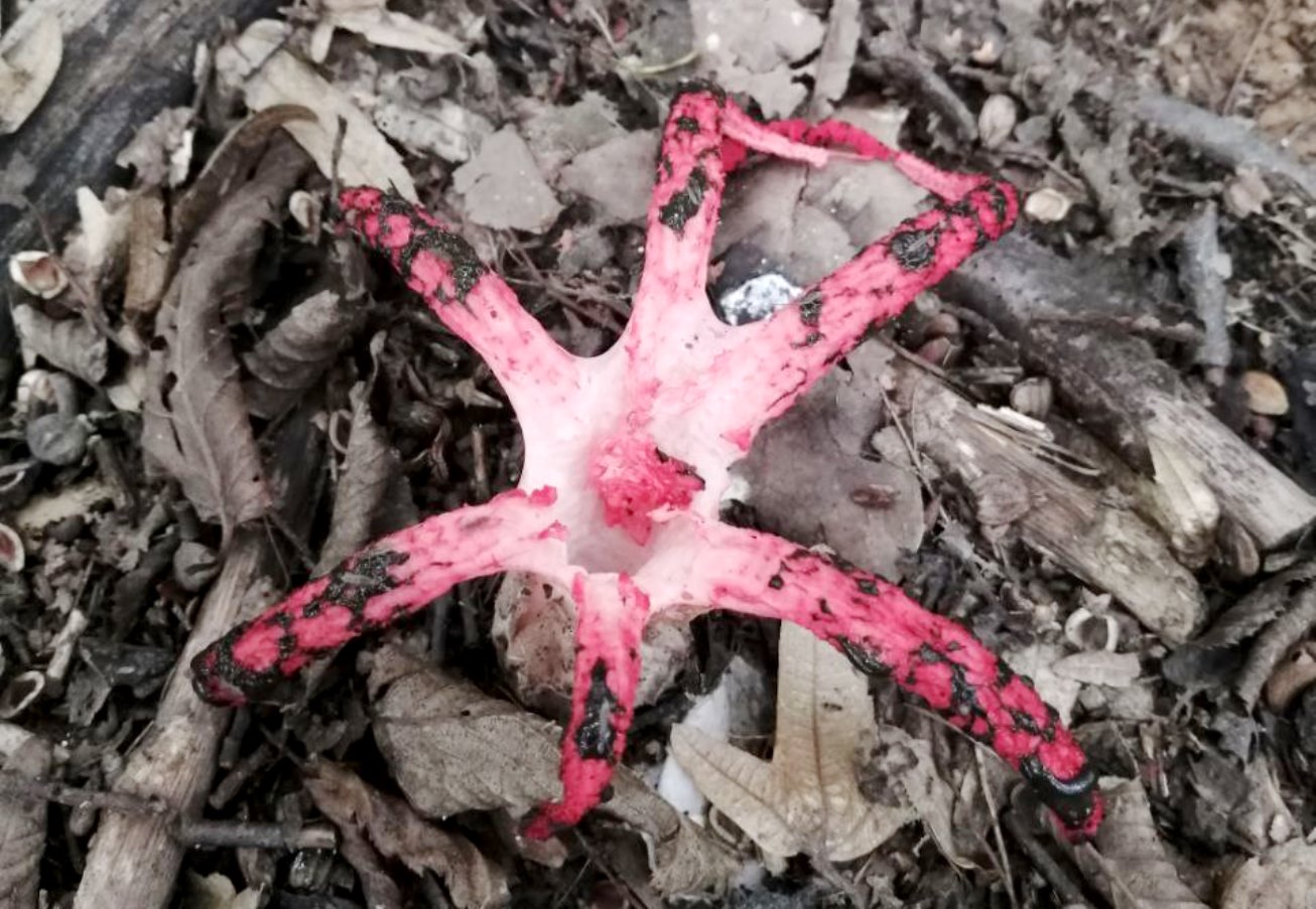 "Пальцы дьявола". Стоит ли опасаться странных грибов, пугающих украинцев